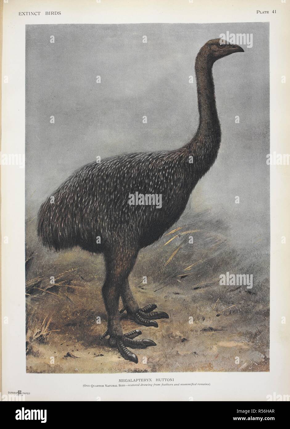 Megalapteryx huttoni. Ein Moa. Ausgestorbenen Vögel: ein Versuch, in einem Band eine kurze Berücksichtigung der Vögel, die in historischen Zeiten ausgestorben, nämlich innerhalb der letzten sechs oder sieben hundert Jahre: Um die zu vereinen, sind einige, die noch existieren, sind aber am Rande des Aussterbens / von Walter Rothschild; mit 45 farbigen Platten, die 63 Themen und anderen Illustrationen. London: Hutchinson & Co., 1907. Quelle: LR.268.d.8 Platte 41. Autor: Rothschild, Lionel Walter Rothschild, Baron,. Stockfoto