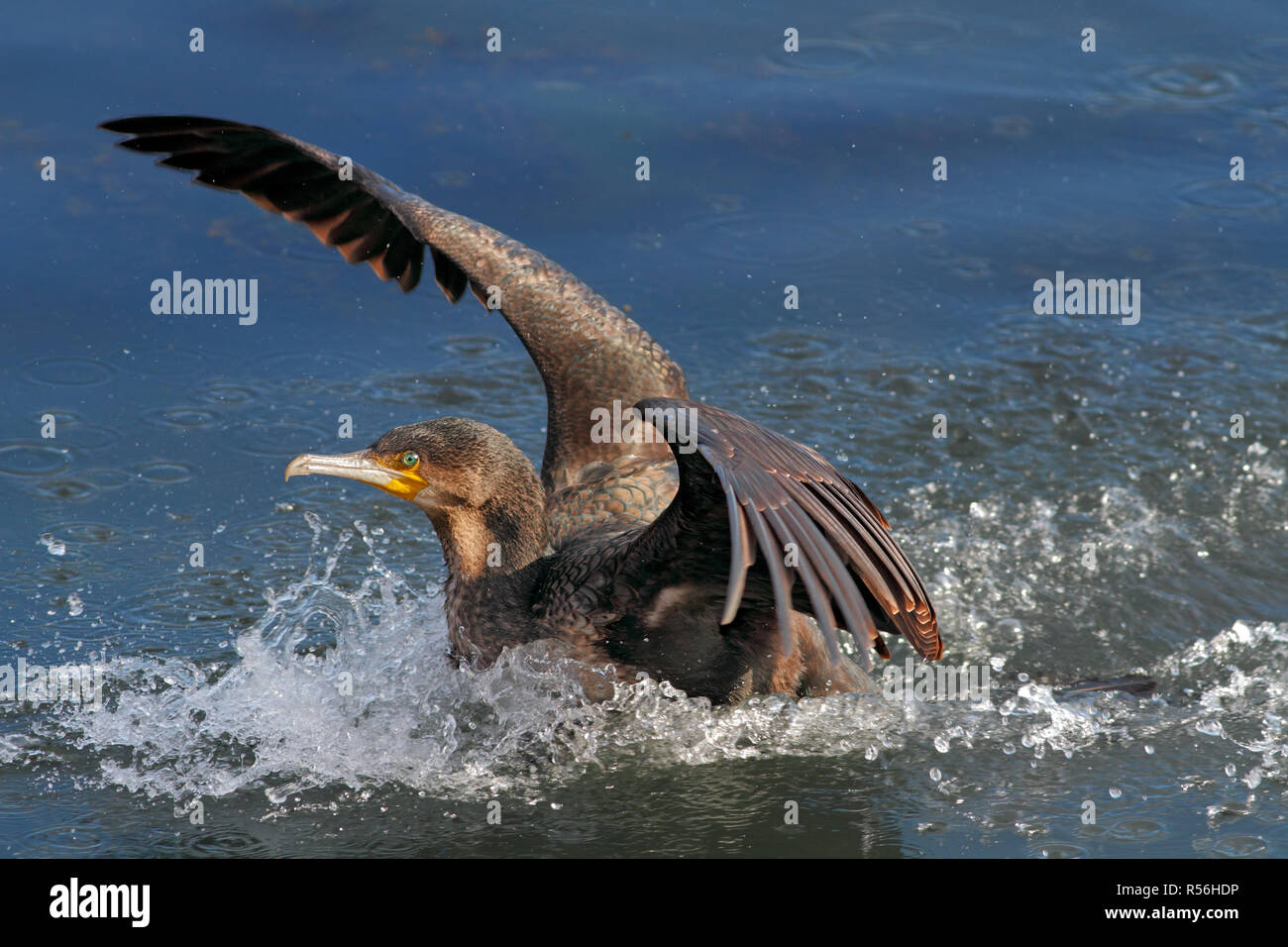 Detaillierte Bild einer Kormoran Landung auf dem Wasser während der Fischereitätigkeit in den Fluss Douro Stockfoto