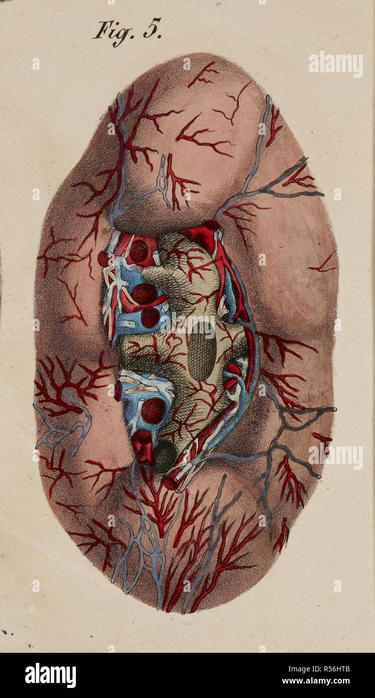 Anatomische Zeichnung. Anatomische Drucke der menschliche Körper mit natürlichen Dimensionen. Niere. Das Kreislaufsystem. Planches anatomiques du corps humain executeÌes d'apreÌ € € ™ s les Abmessungen naturelles. Paris Frankreich 1826. Francesco ANTOMMARCHI, c. Planches anatomiques du corps humain executeÌes d'apreÌ € € ™ s les Abmessungen naturelles, accompagneÌes d'€™ un-Texte explicatif... PublieÌes par le Cte de Lasteyrie. (Explikation des Planches anatomiques, etc.). Quelle: 1899.h.24 Tab.47 Abb. 5. Sprache: Französisch. Stockfoto