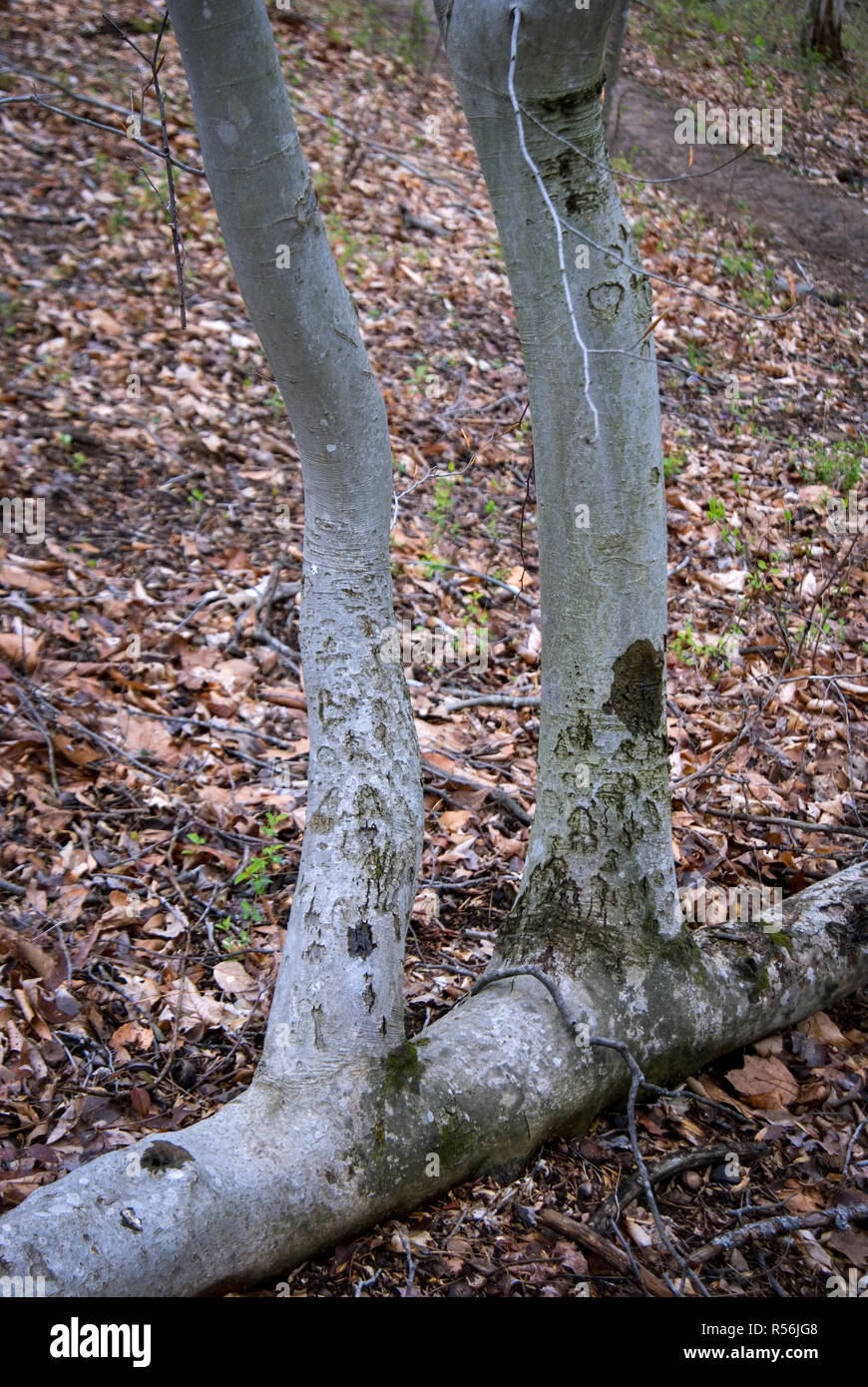 Seltsam wachsende Amerikanische Buche (Fagus grandifolia). Horizontale Stamm ist, bleibt der ursprüngliche Baum im Sturm gefällt wurde. Amtsleitung aufrechterhalten Connec Stockfoto