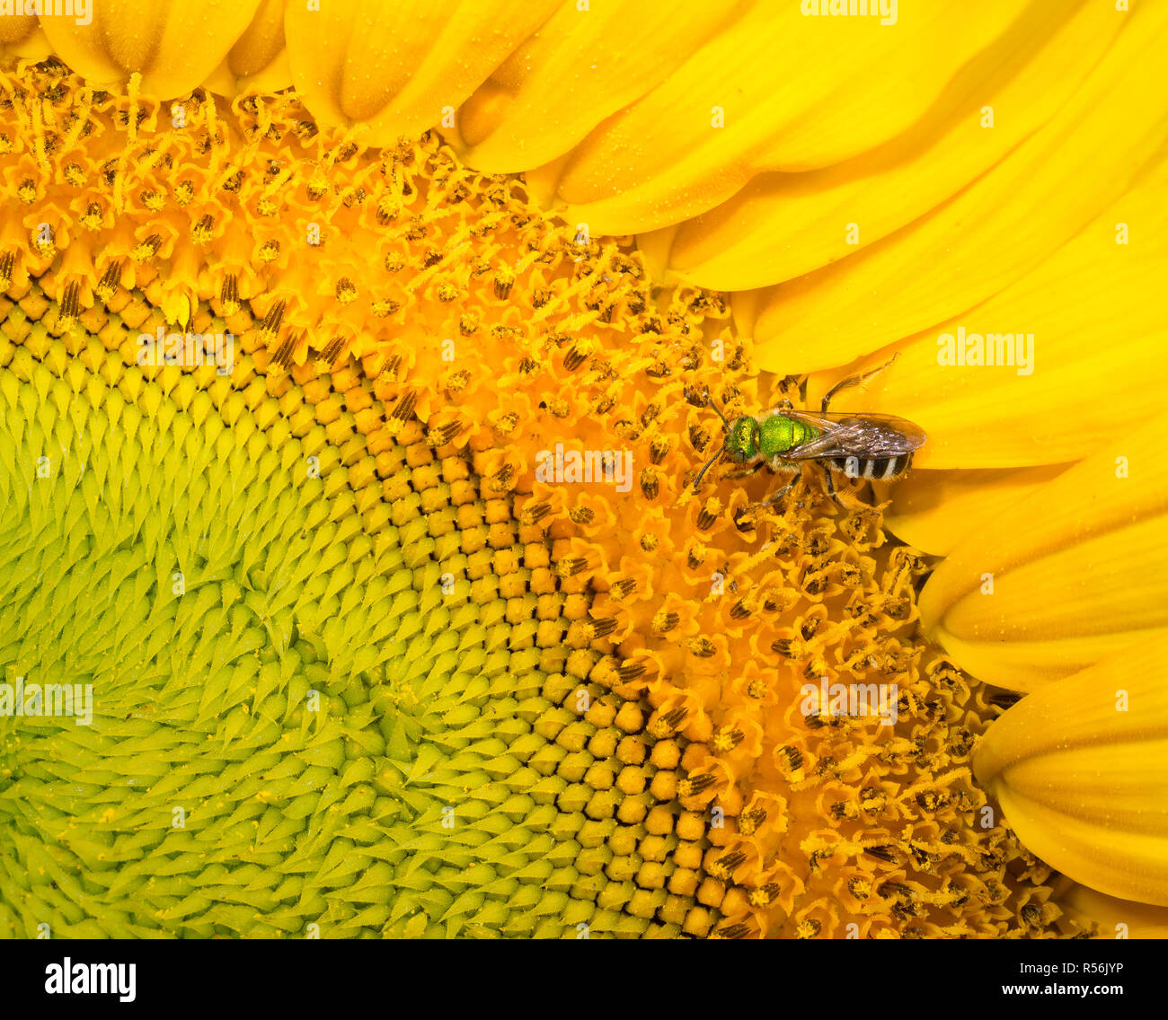 Ein Schweiß biene Nektare auf der winzigen einzelne Blüten (Disk röschen) innerhalb der Blüte einer Sonnenblume. Was ähneln großen blütenblätter sind Zungenblüten. T Stockfoto