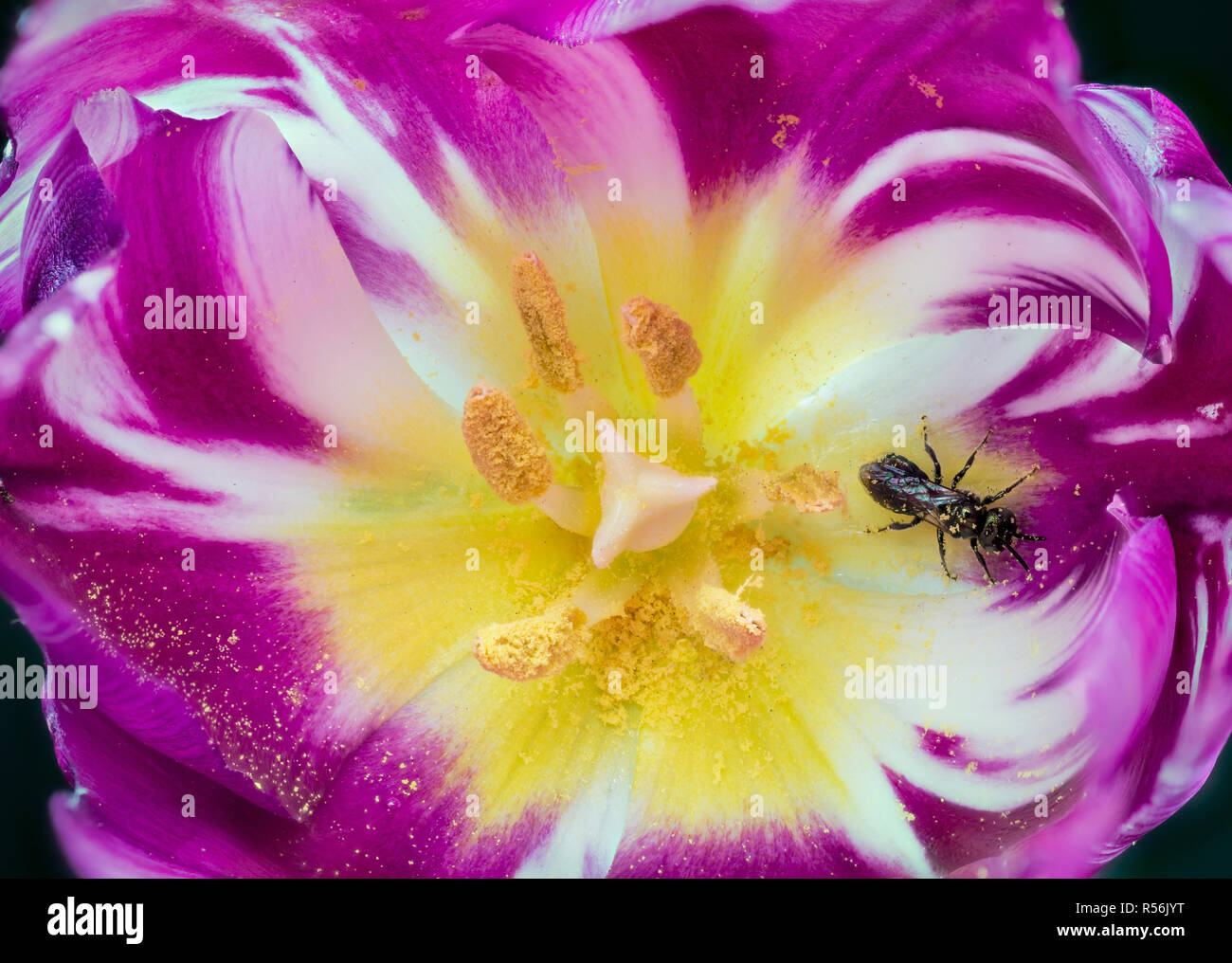 Schweiß Biene (Lasioglossum sp.) im Inneren Tulpe Blüte ausruhen. Stockfoto