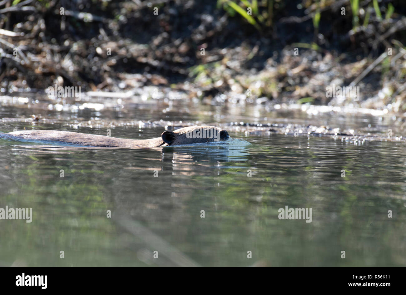 Biber Schwimmen an der Oberfläche des Wassers in einem Park entlang des St. Lawrence River Stockfoto