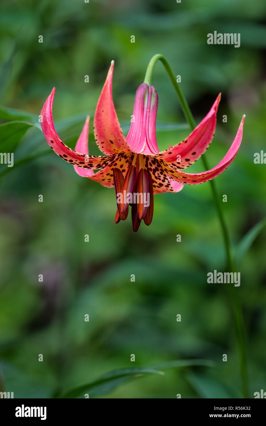 Kanadische Lilie (Lilium canadense), eine North American native Wildflower, in eine einheimische Pflanze Garten in Central Virginia USA. Stockfoto