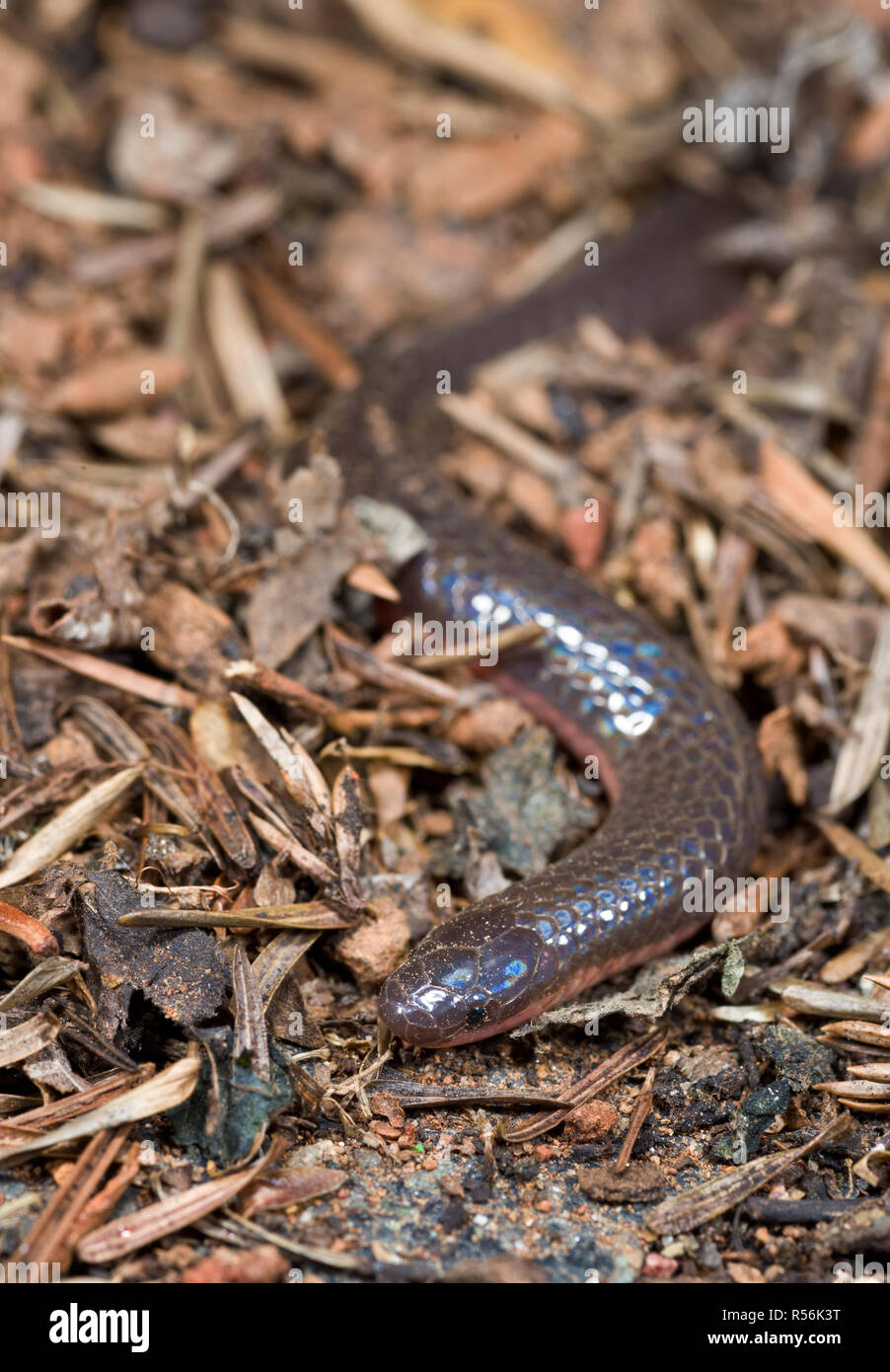 Östlichen Wurm Schlange (Carphophis amoenus Amoenus) im Blatt Wurf am Waldboden. Worm Schlangen gehören zu den am meisten fossorial (U-Bahn) Schlangen Stockfoto