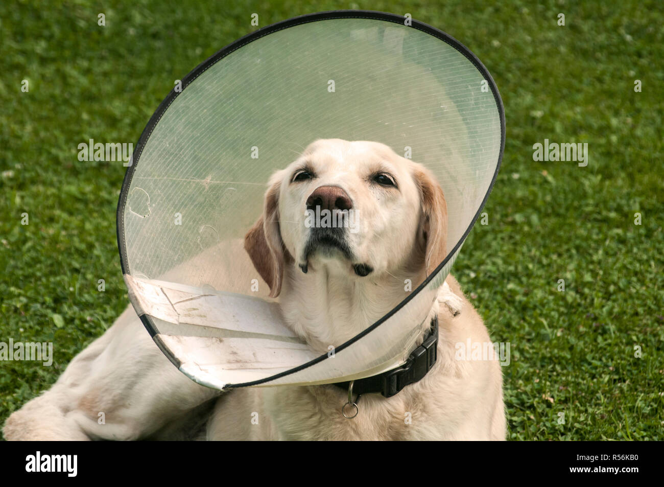 Weibliche creme Labrador Hund tragen Elisabethanischen Kunststoffkegel medizinische Kragen um den Hals für Anti-bite Wunde Schutz auf der grünen Wiese Stockfoto