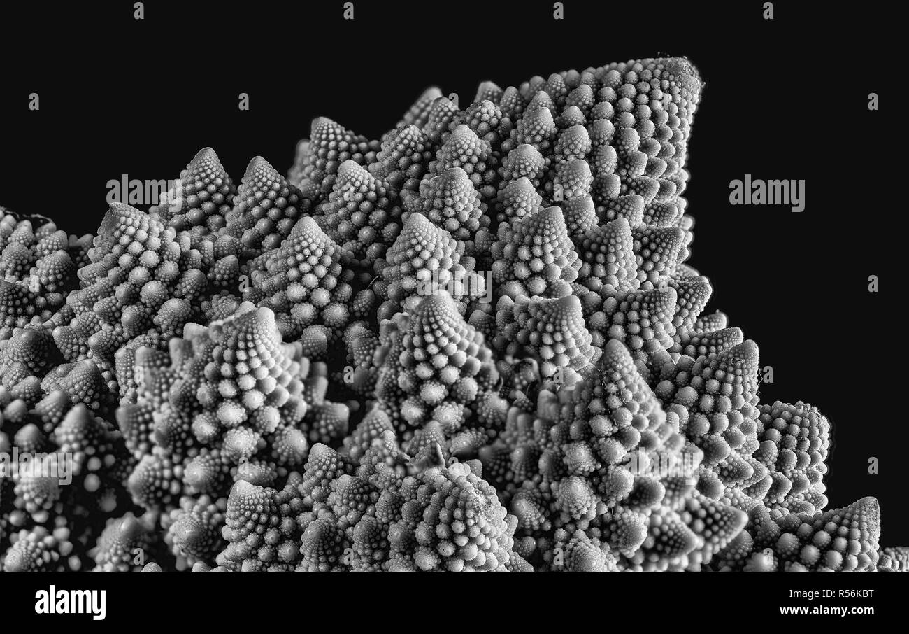 Romanesco Blumenkohl, fraktale Muster, in Schwarzweiß Stockfoto
