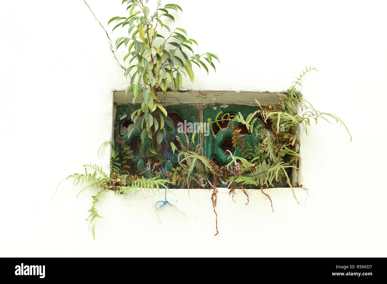 Kleine Öffnung auf einem hohen und breiten weißen Wand für wachsende grüne Pflanzen als eine vertikale Garten in China Town der süd-östlichen Stadtstaat Singapur. Stockfoto