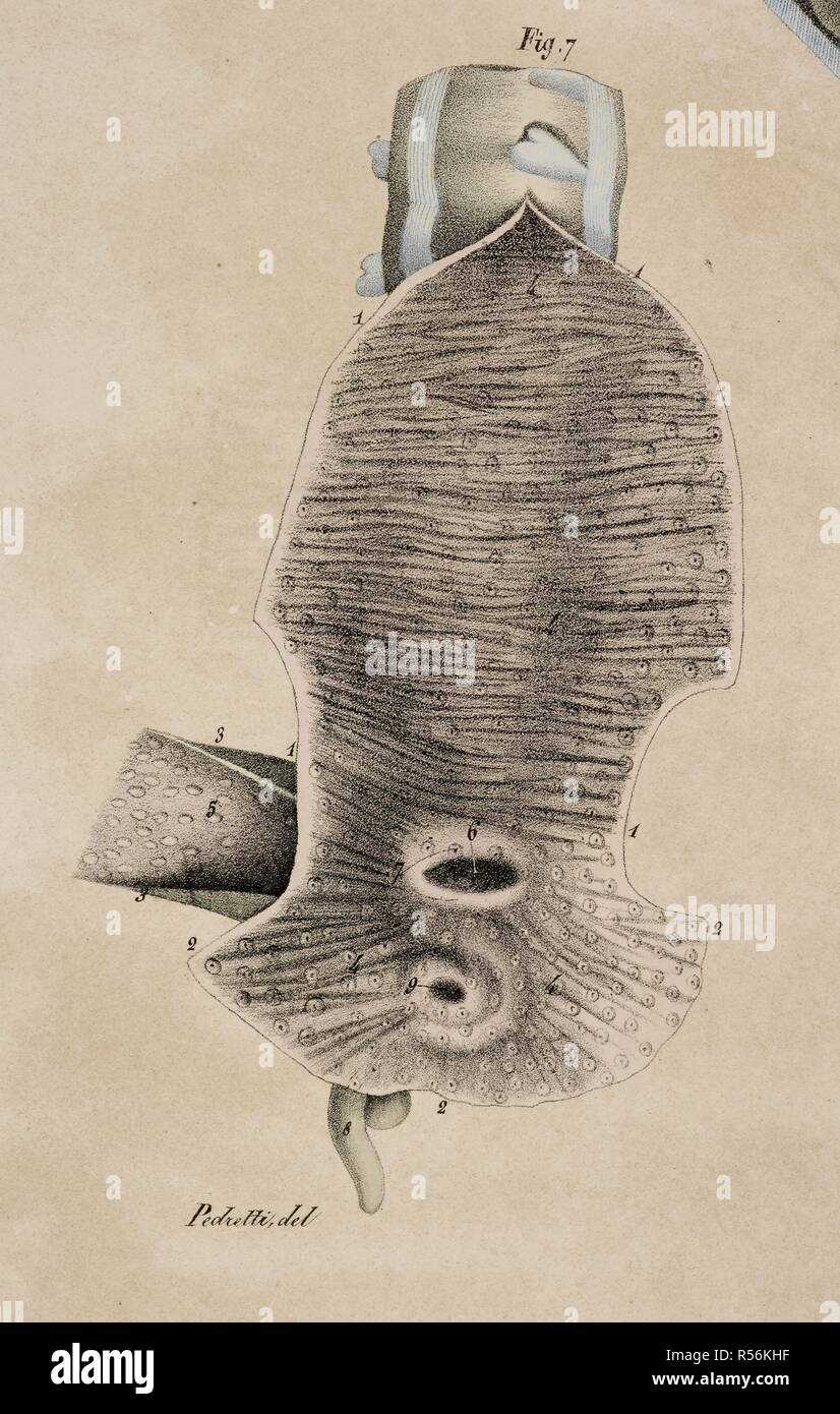 Anatomische Zeichnung. Anatomische Drucke der menschliche Körper mit natürlichen Dimensionen. Planches anatomiques du corps humain executeÌes d'apreÌ € € ™ s les Abmessungen naturelles. Paris Frankreich 1826. Francesco ANTOMMARCHI, c. Planches anatomiques du corps humain executeÌes d'apreÌ € € ™ s les Abmessungen naturelles, accompagneÌes d'€™ un-Texte explicatif... PublieÌes par le Cte de Lasteyrie. (Explikation des Planches anatomiques, etc.). Quelle: 1899.h.24 Tab.43 Abb. 7. Sprache: Französisch. Stockfoto