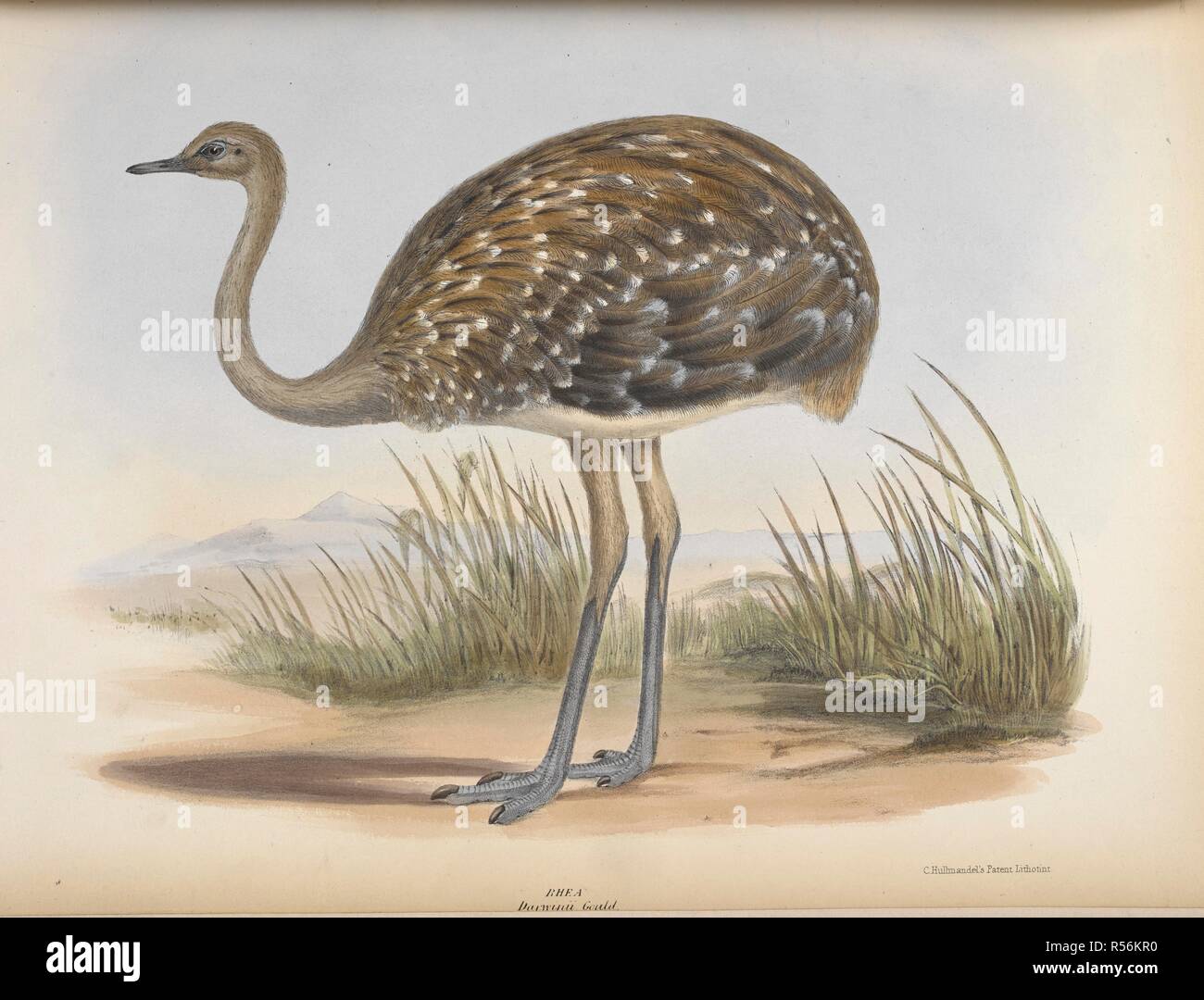 Darwinii Gould. Darwin Nandu (Rhea pennata), auch als kleineres Rhea bekannt ist, ist ein grosser flugunfähiger Vogel,. Die Gattungen der Vögel. Illustriert mit... Platten von D. W. Mitchell. London, 1844-49. Quelle: C.113. Ich. 3, Vol. III. Thema: Grau, George Robert. Mitchell, David William. Stockfoto