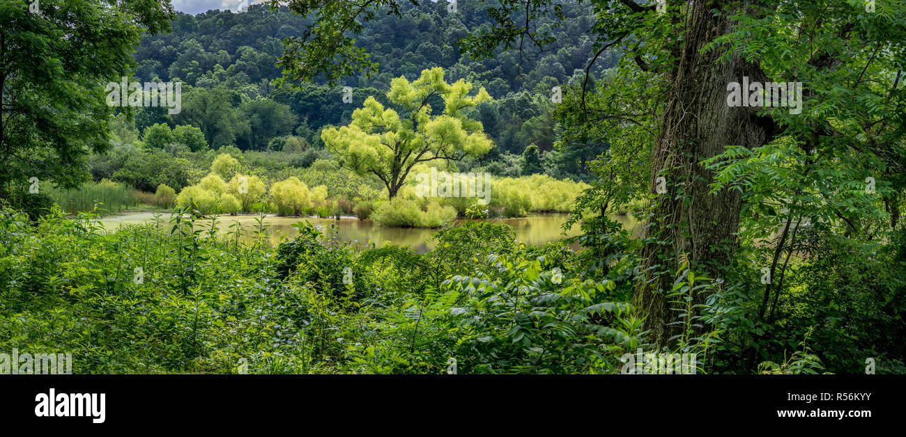 Schwarze Weide (Salix nigra) - - Hellgrün in photo-wachsenden in Feuchtgebieten in Augusta Federn natürlichen Bereich, in Augusta, Virginia. Stockfoto