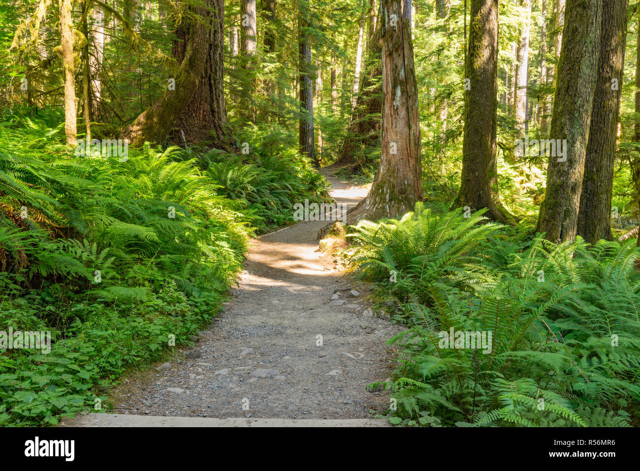 Wanderweg durch den üppigen Wald von Olympic National Park, Washington Stockfoto