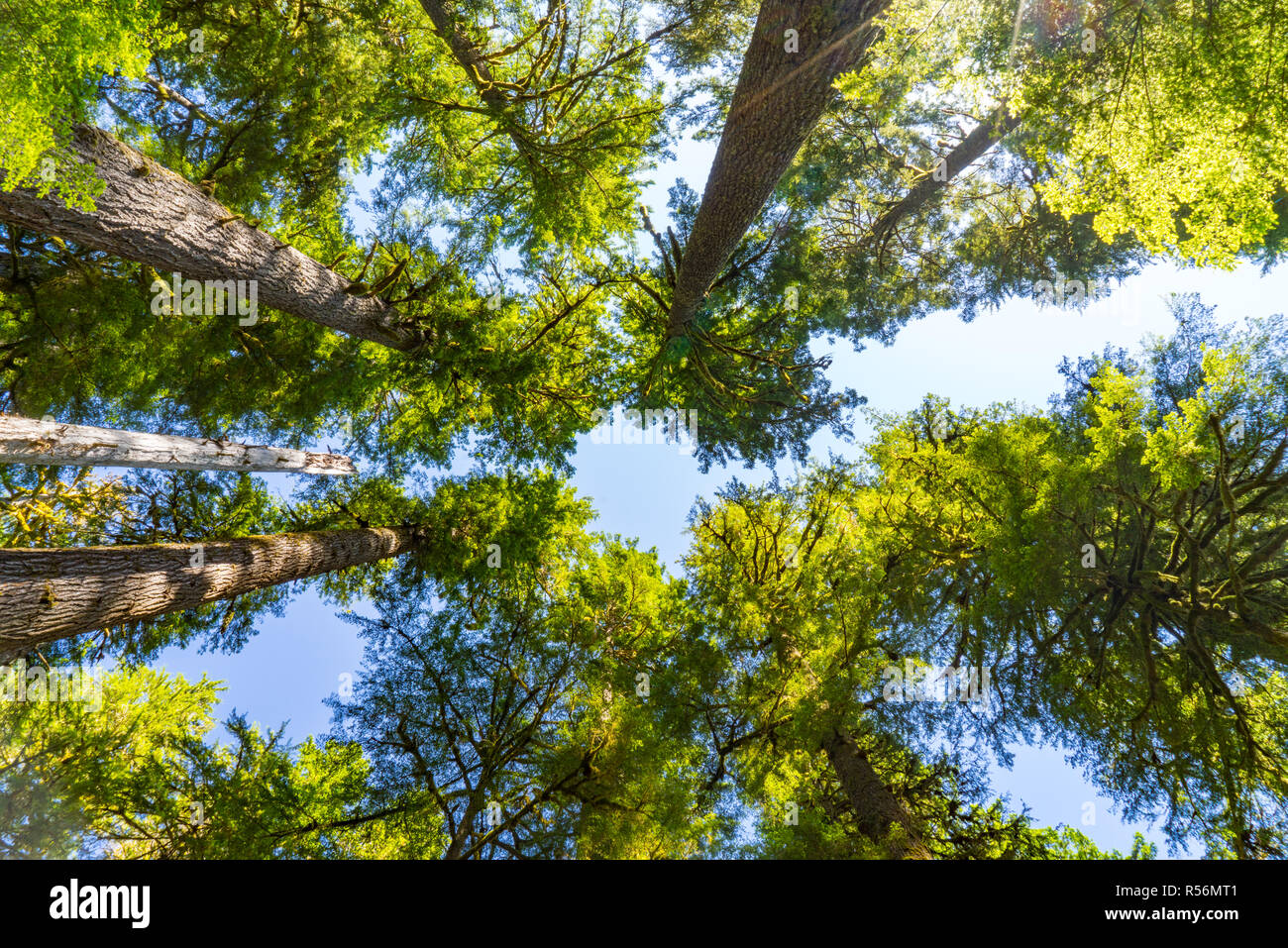 Hohe Bäume in einem Hemlock Wald im Olympic National Park, Washington Stockfoto