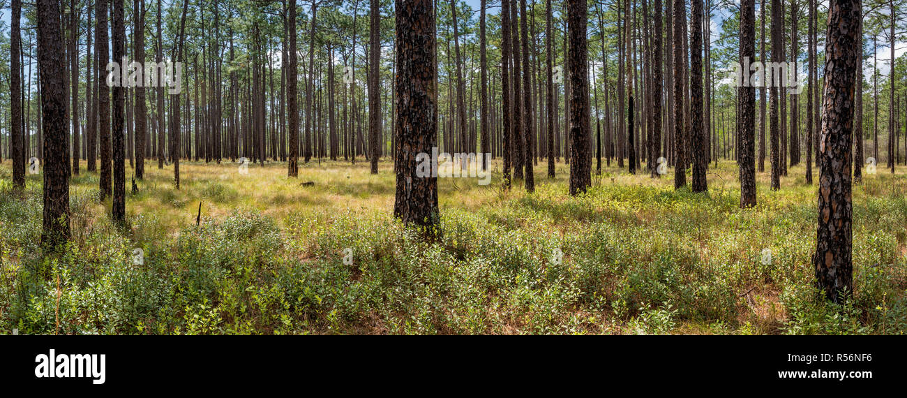 Wald von longleaf Kiefer (Pinus palustris) im grünen Sumpf der Nature Conservancy Preserve in der südöstlichen Ecke von Nord-carolina in frühen Stockfoto