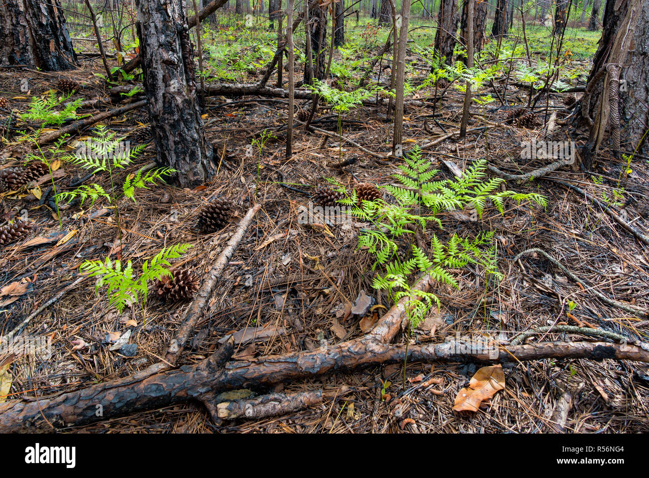 Bracken fern (Pteridium aquilinum), sprießen von Stock eines longleaf Kiefer Wald im grünen Sumpf der Nature Conservancy Preserve von North Carolina. Stockfoto