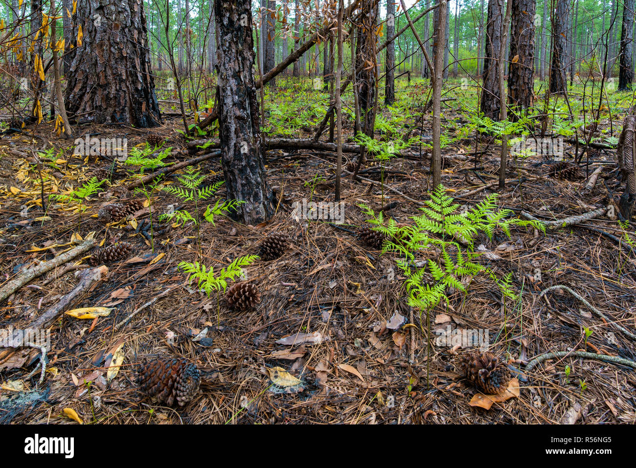 Bracken fern (Pteridium aquilinum), sprießen von Stock eines longleaf Kiefer Wald im grünen Sumpf der Nature Conservancy Preserve von North Carolina. Stockfoto