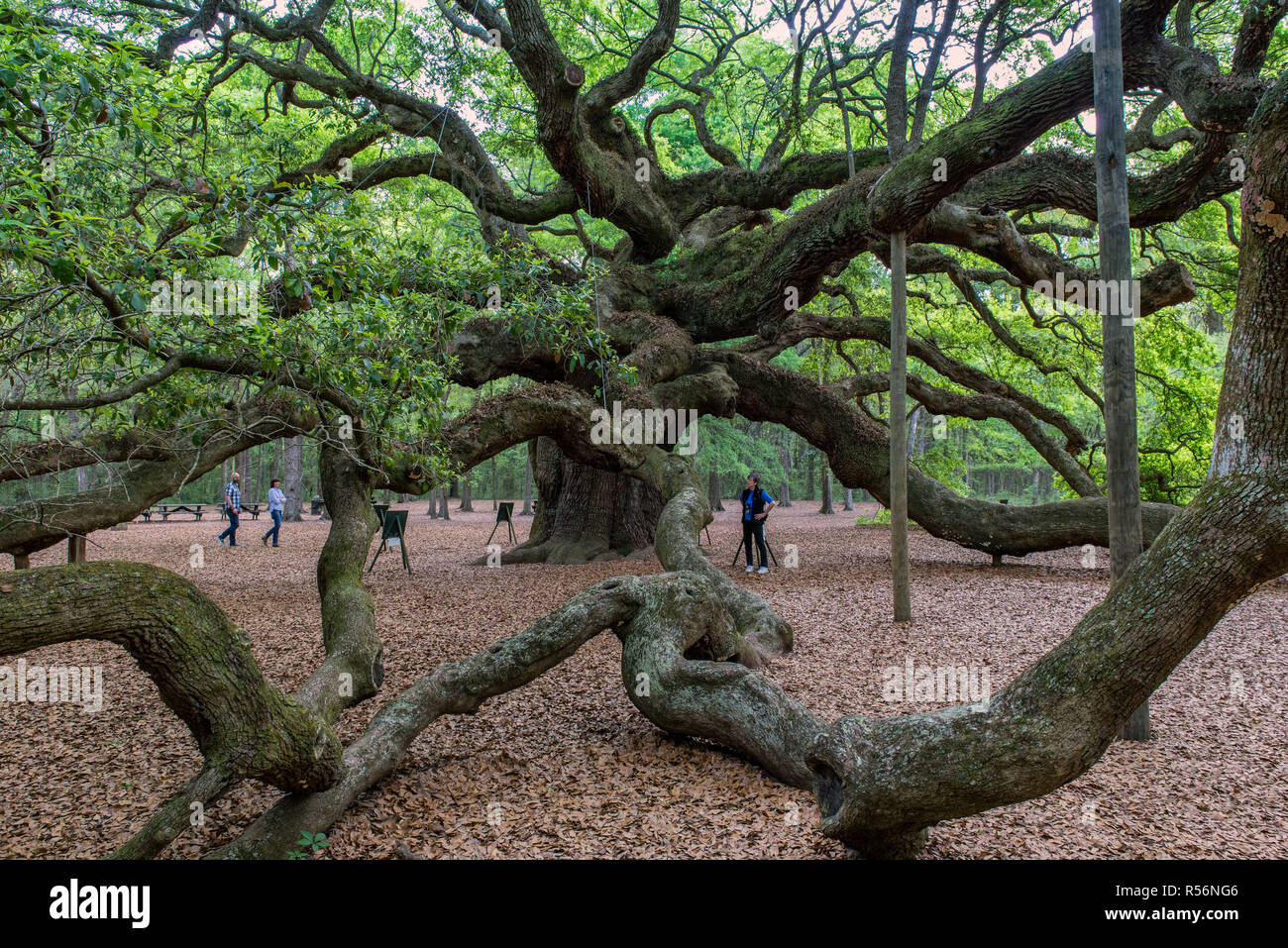 Touristen bewundern, er Engel Eiche - ein 500-Jahr-alten südlichen Live Oak (Quercus virginiana) auf Jones Island in der Nähe von Charleston, South Carolina. Stockfoto