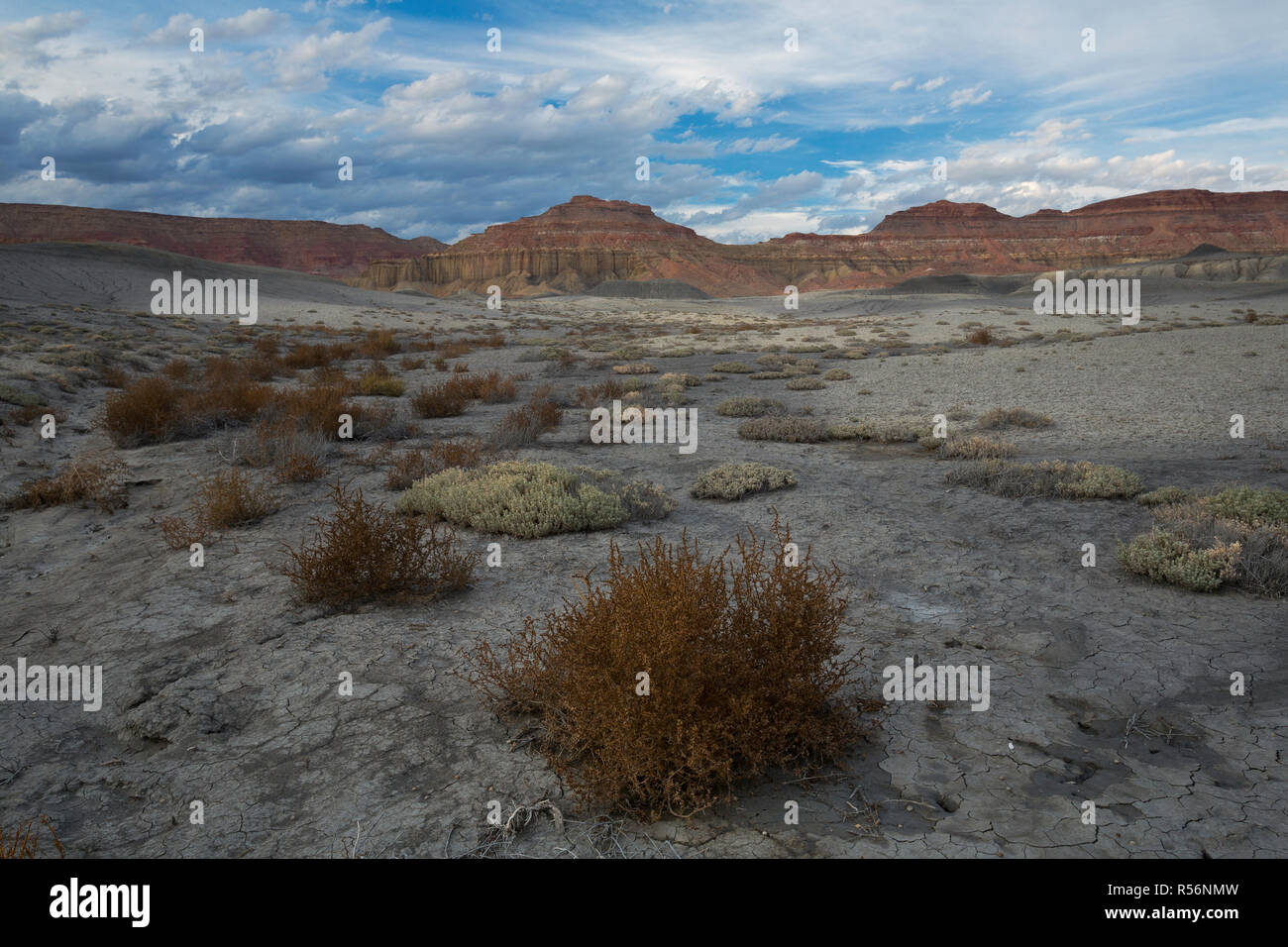 Scrub Pflanzen wachsen in der Wüste der südlichen Rand der Escalante National Monument in Utah. USA Stockfoto