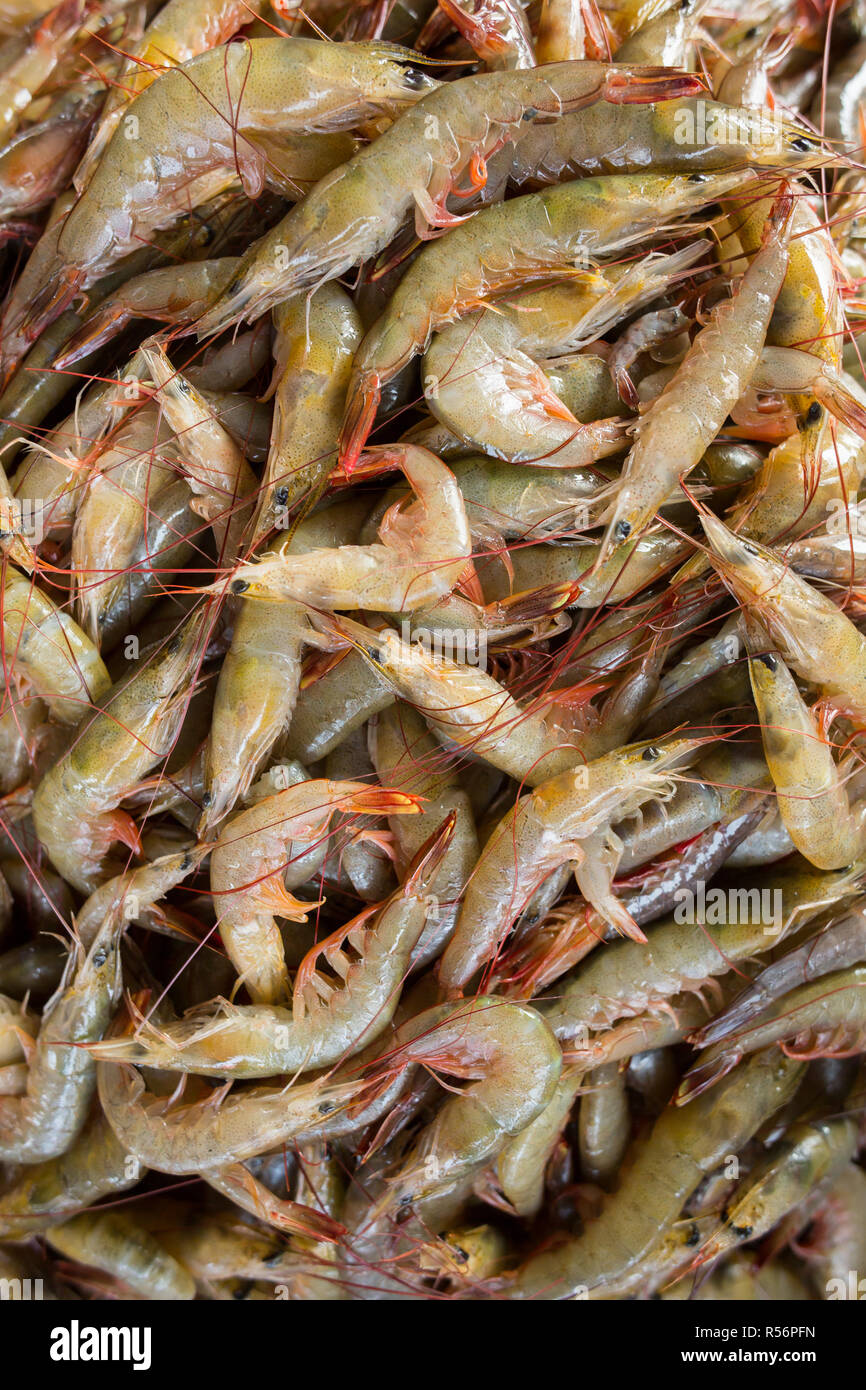 Frische Fische zum Verkauf am Markt in Kerala Kochi Stockfoto