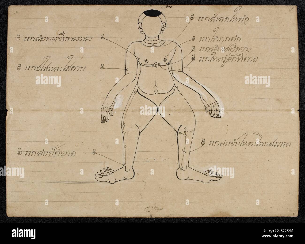 Thai medizinische Diagramm Druck Punkten auf einem menschlichen Körper. Massage Abhandlung. Thailand, 1800 - 1850. Papier falten Buch (samut Khoi). Abmessungen: 355 mm x 127 mm. Script: 4 Zeilen pro Seite, 31 cm lang. Thailändische Schrift. Quelle: Oder. 13922 f 26. Sprache: Thai. Stockfoto
