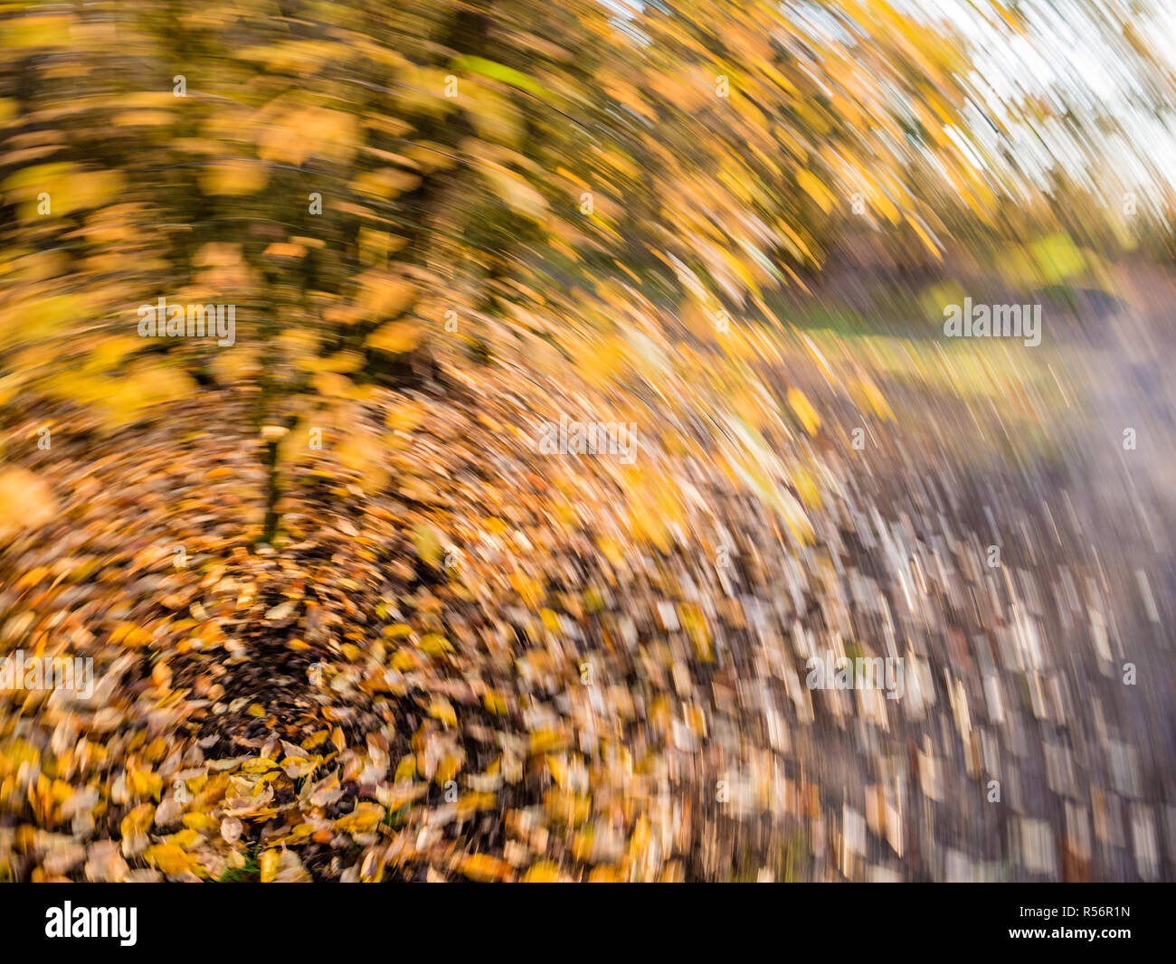 Herbst Blätter in Gelb und Orange fallen und in rotierenden Bewegungsunschärfe gefallen - absichtlich unscharf Stockfoto