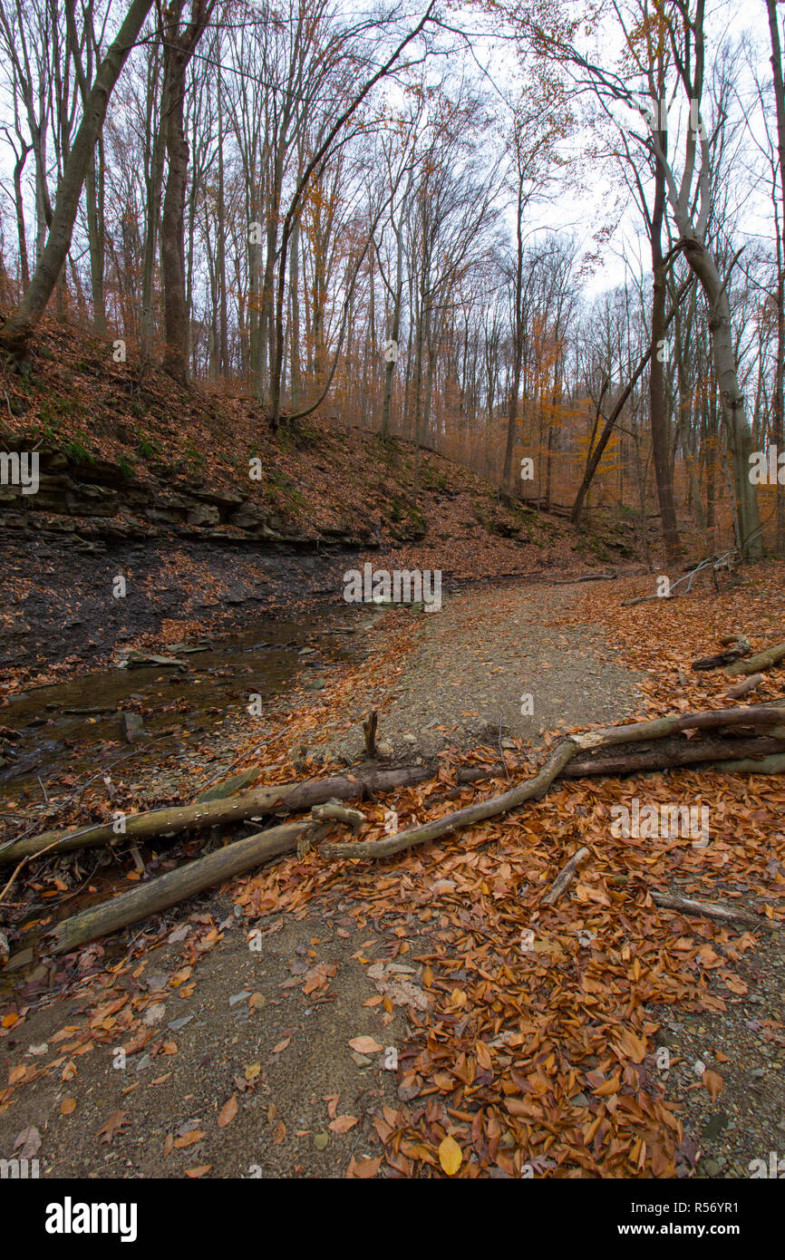 Spring Creek im Herbst, Cuyahoga Valley National Park, Ohio Stockfoto