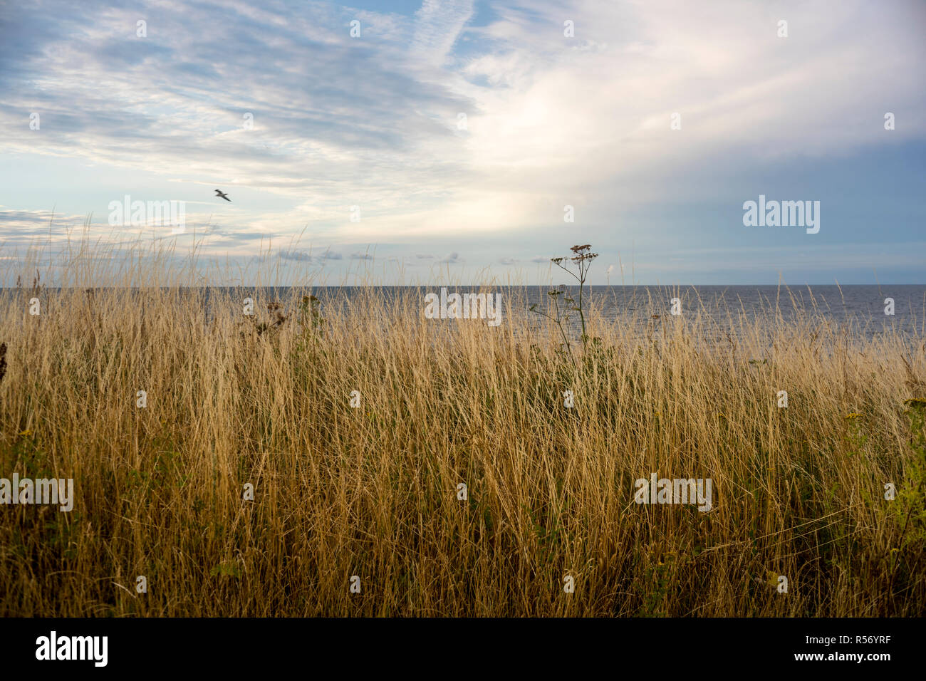Ein Blick von der Steilküste an der Ostsee in Schleswig-Holstein, Deutschland 2018. Stockfoto
