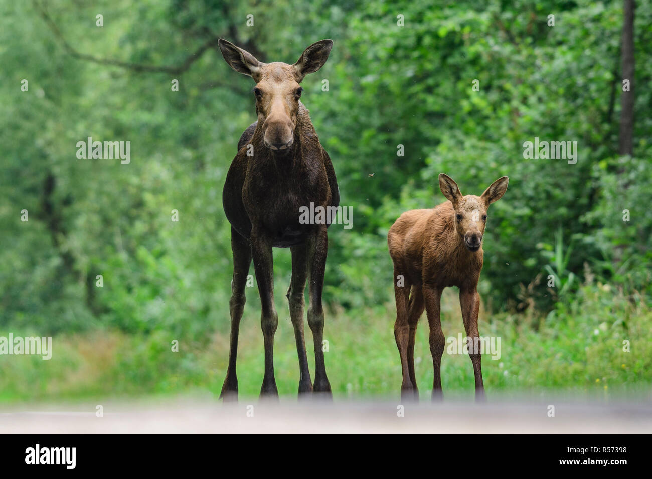 Europäische Elch (Alces alces) Mutter und Kalb auf einer Straße in Biebrza Nationalpark, Polen stehen. Stockfoto