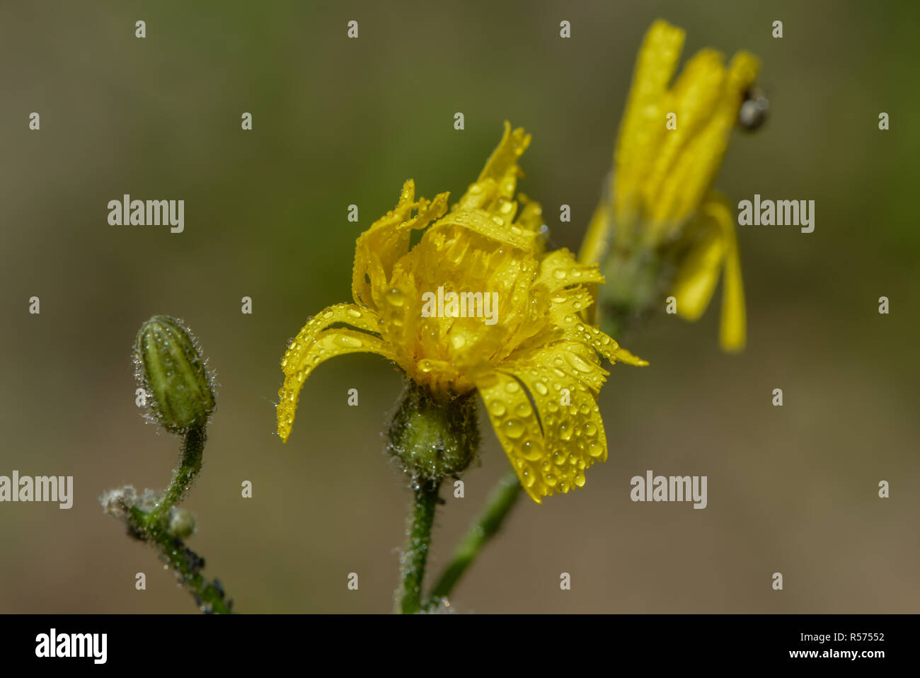 Pippau im Regen Stockfoto