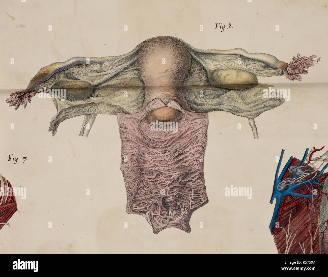 Anatomische Zeichnung. Gebärmutter und Eierstöcke. . Planches anatomiques du corps humain executeÌes d'apreÌ € € ™ s les Abmessungen naturelles. Paris Frankreich 1826. Anatomische Drucken des menschlichen Körpers mit natürlichen Dimensionen. Gebärmutter und Eierstöcke. Francesco ANTOMMARCHI, c. Planches anatomiques du corps humain executeÌes d'apreÌ € € ™ s les Abmessungen naturelles, accompagneÌes d'€™ un-Texte explicatif... PublieÌes par le Cte de Lasteyrie. (Explikation des Planches anatomiques, etc.). Quelle: 1899.h.24 Tab.48 Abb. 8. Sprache: Französisch. Stockfoto