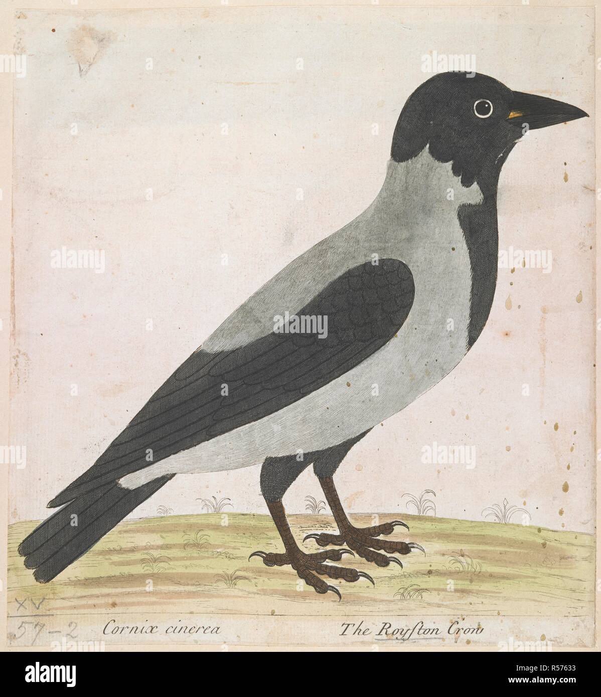 Blick auf eine Krähe im Profil. Cornix cincerea: Die Royston Krähe. [England]: [Herausgeber nicht identifiziert], [von 1770-1790]. Radierung mit hand-Färbung. Quelle: Karten K. Top. 15.57.2. Sprache: Englisch. Stockfoto