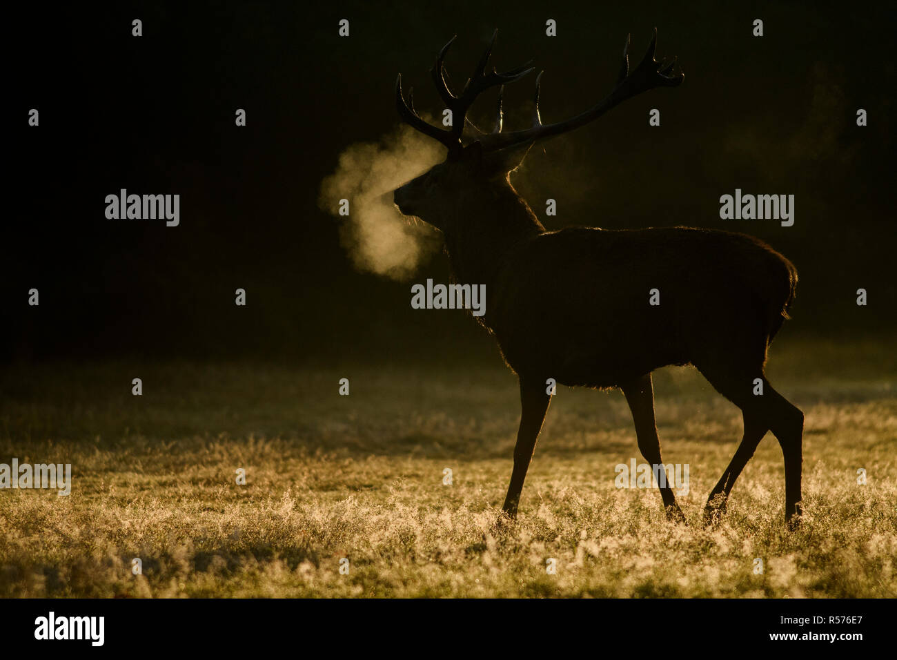 Red Deer (Cervus elaphus) Rothirsch in Hintergrundbeleuchtung während der Brunftzeit im Richmond Park, London fotografiert. Stockfoto
