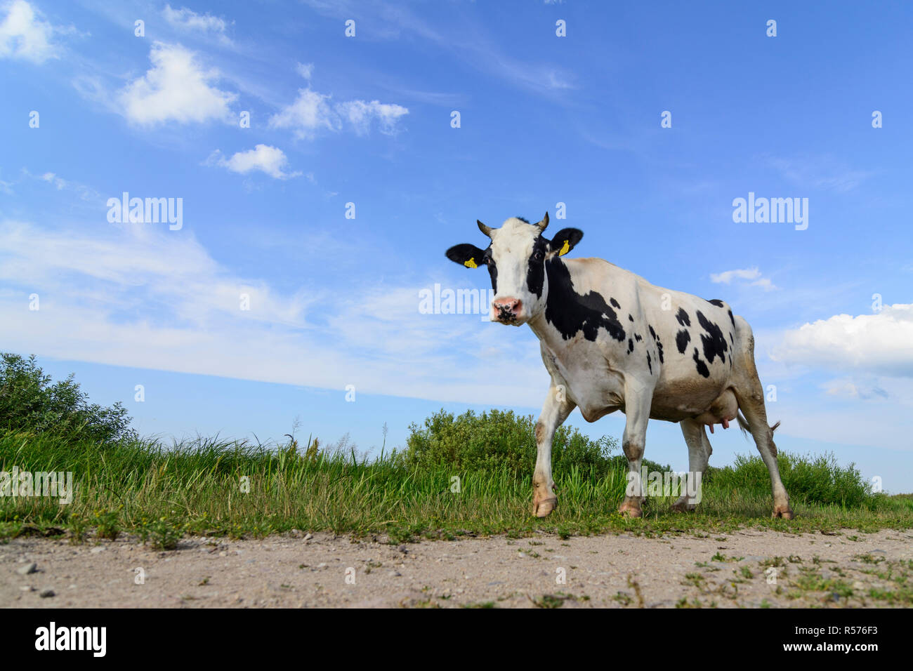 Weitwinkel- Bild eines inländischen Rind (Bos taurus) vorbei an der Biebrza Nationalpark, Polen. Stockfoto