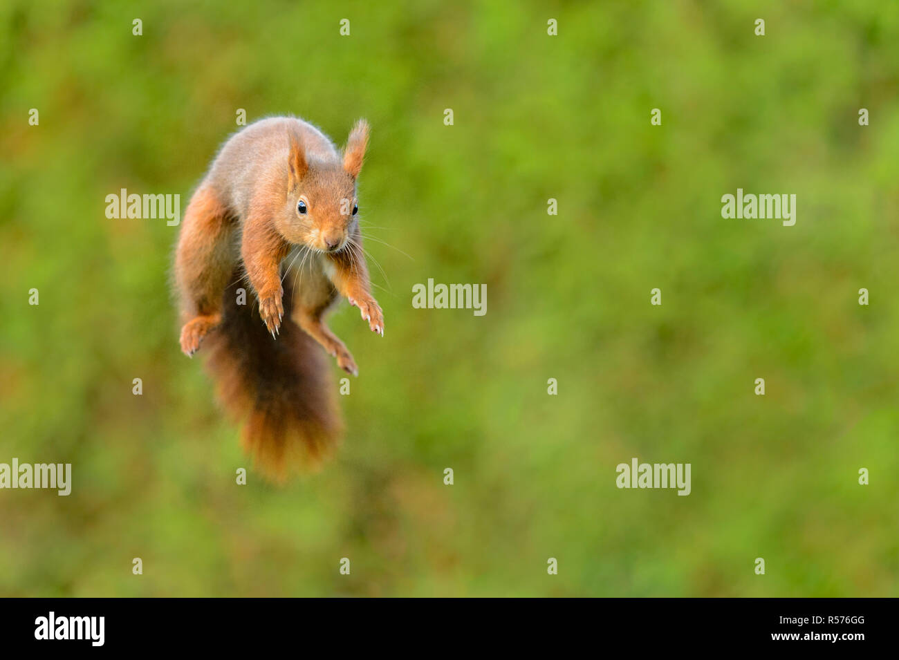 Eichhörnchen (Sciurus vulgaris) auf die Kamera zu springen. Stockfoto