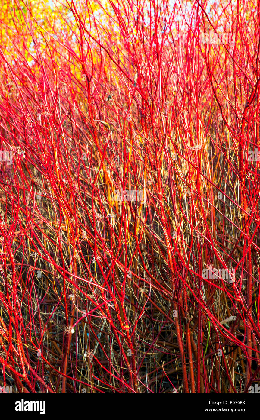 Cornus alba pumila Hartriegel hat leuchtend rote Zweige im Winter. Fügt Farbe im Winter, wenn die Blätter alle Heruntergefallen Stockfoto