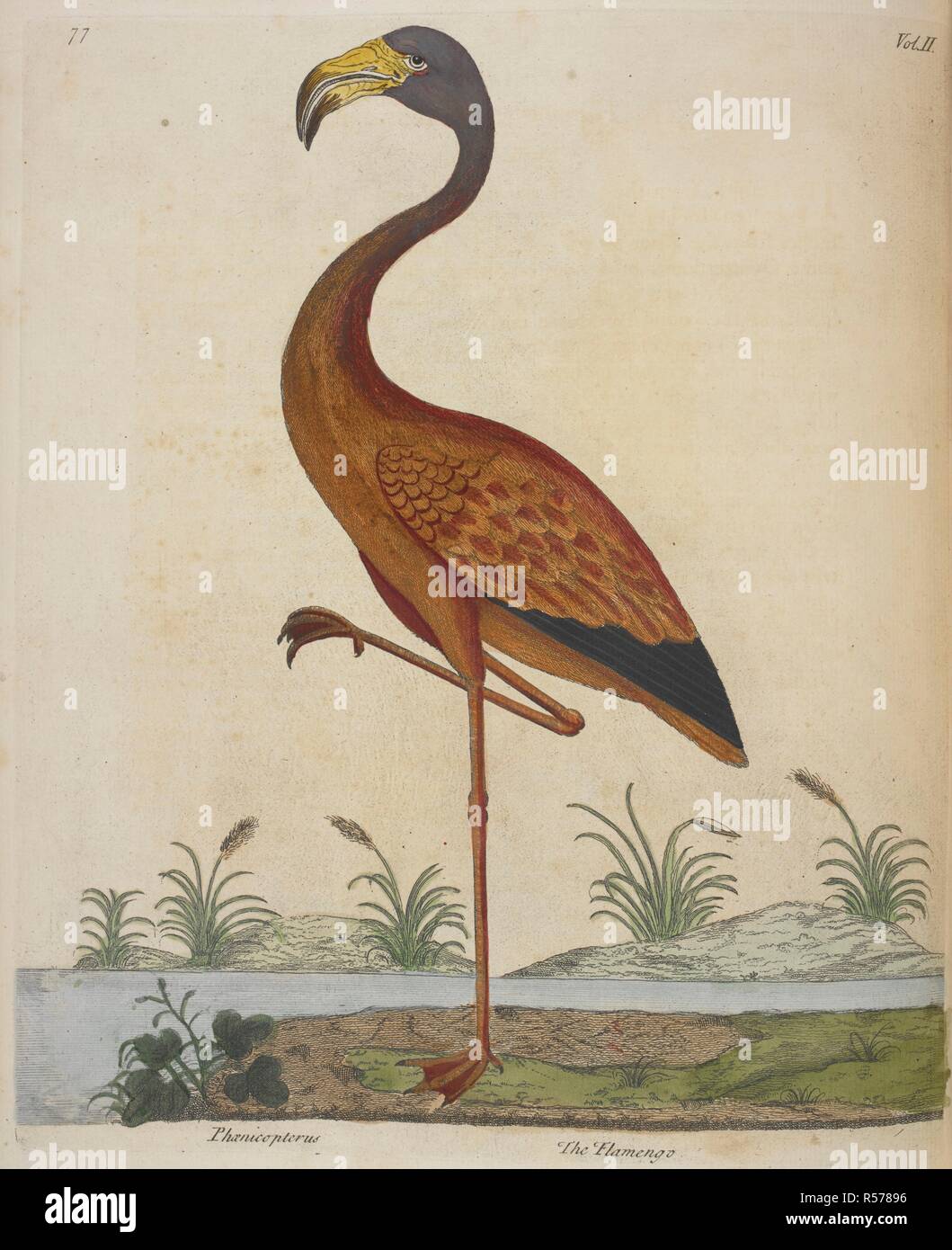 Die flamengo. Ein Flamingo. Eine Naturgeschichte der Vögel. Illustriert mit... Kupferplatten ... Farbe würde, etc. [mit Beobachtungen von W. Derham.]. London: W. Innys&R. Manby, 1738. Quelle: 37. e.4 Vol. II Platte 77 vor Seite 71. Thema: Eleasar Albin. Stockfoto