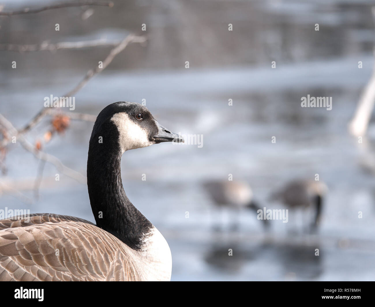 Eine Nahaufnahme wildlife Porträt eines wilden kanadischen Goose suchen in den Rahmen mit zwei anderen Gänse auf dem Eis eines zugefrorenen Teich im b verschwommen Stockfoto