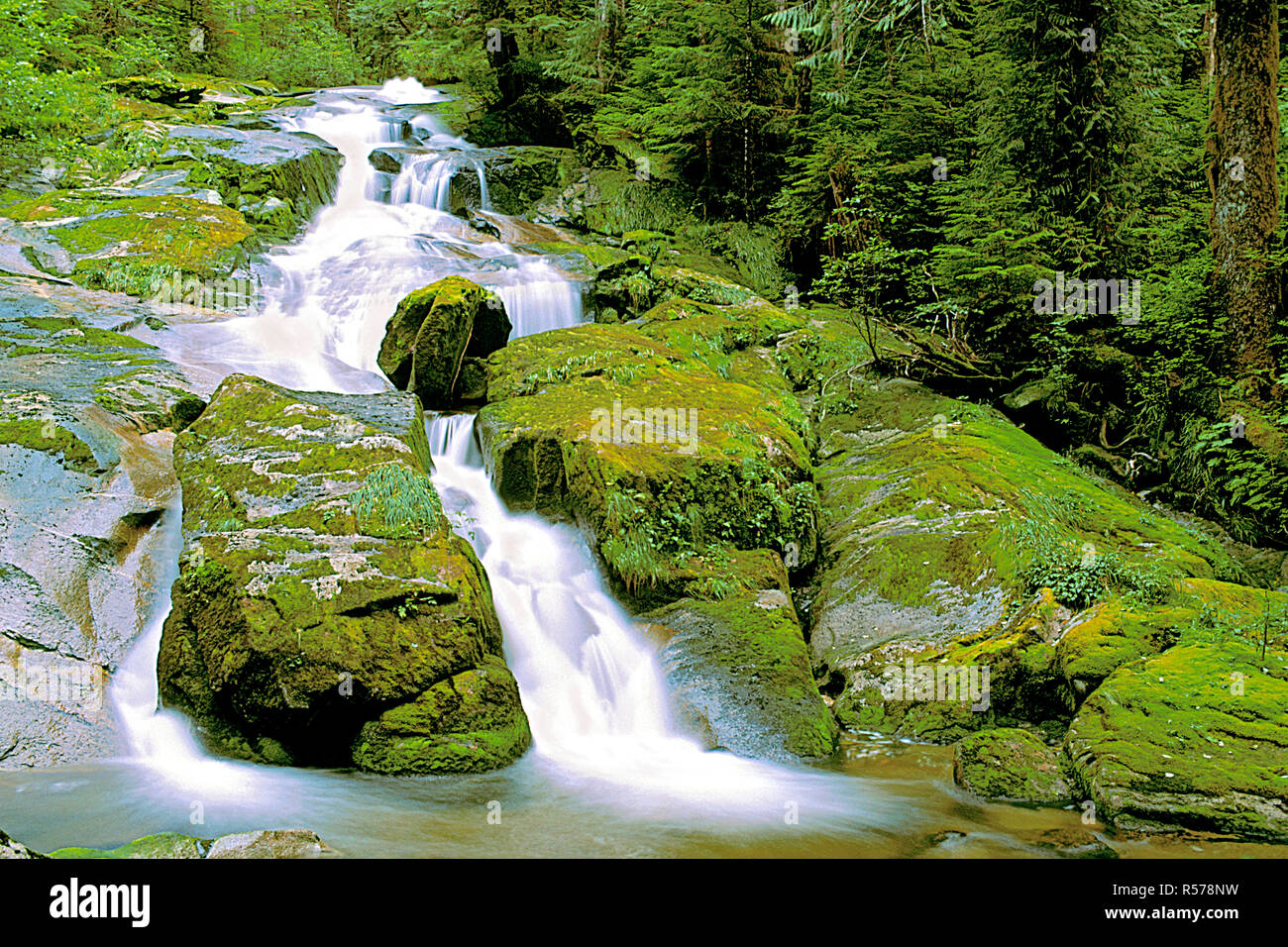 Wasserfall in den nördlichen gemäßigten Regenwald, Princess Royal Island, British Columbia, Kanada Stockfoto