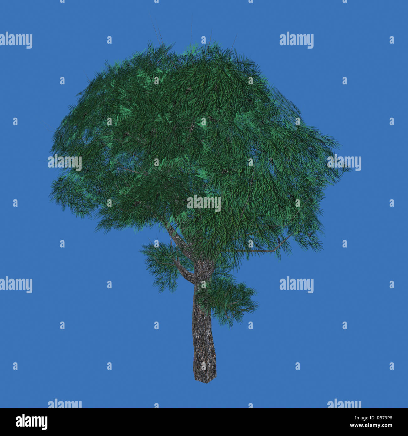Nadelbaum mit üppigen Baumkrone. Stockfoto