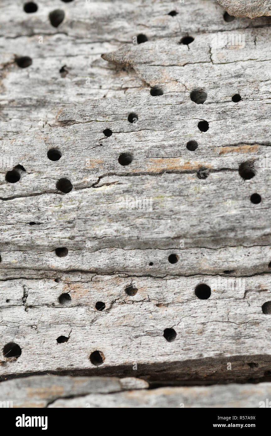 Nahaufnahme des Loch geritten beschädigt Holz von woodworm Larven Stockfoto