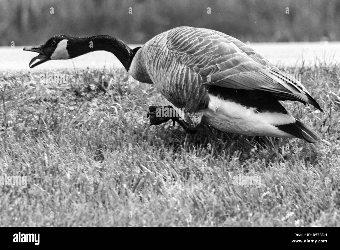 Eine kanadische Gans (Branta canadensis) läuft weg Hupen, Angst, in der Nähe der Lagune am Biltmore Estate in Asheville, NC, USA Stockfoto