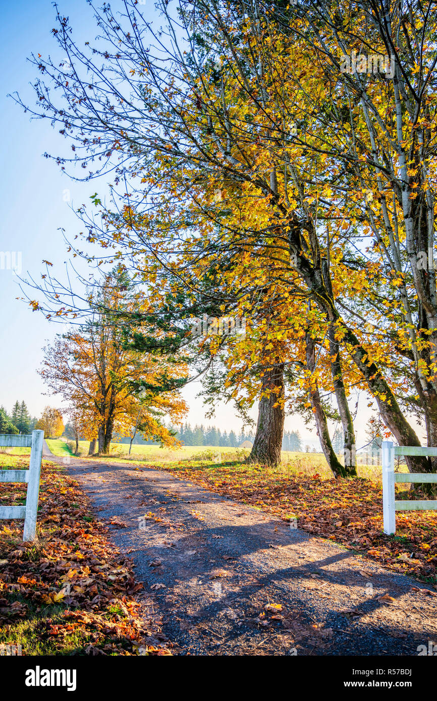 Straße in die Ferne über den Horizont hinaus führenden mit Herbst vergilbter Bäume ist wie ein Symbol der Transienten menschlichen Lebens bis ins Alter kommen und lackiert. Stockfoto