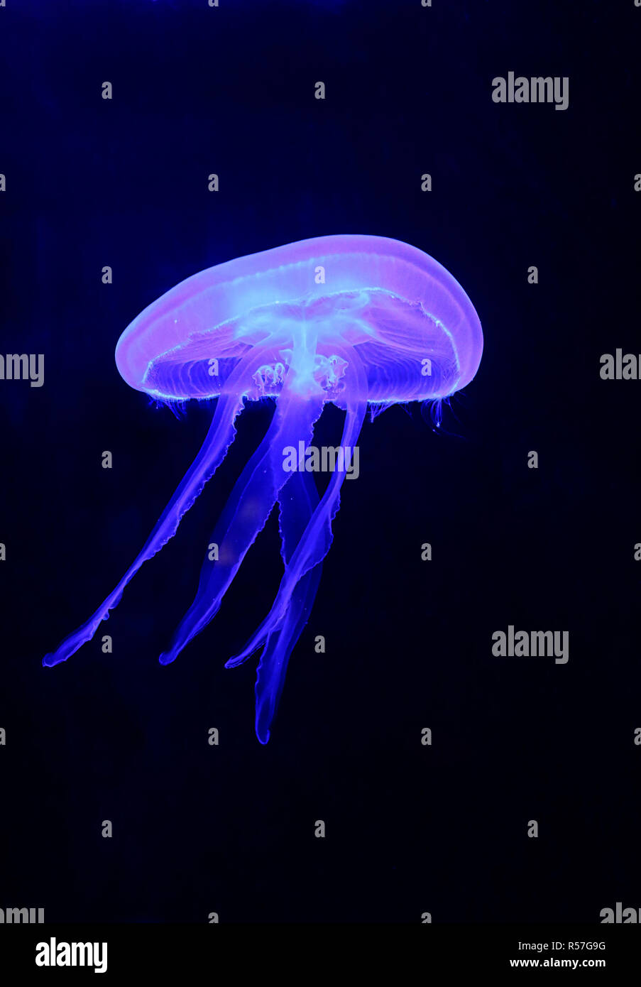 Cnidaria scyphozoa aurelia Fotos und Bildmaterial in hoher Auflösung