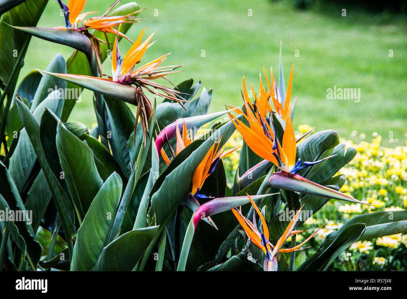 Bird of paradise flower mit Blüten Stockfoto