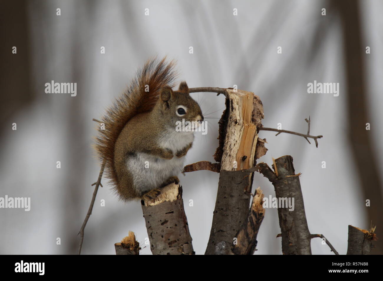 Kleine Eichhörnchen auf Zweig / Petit écureuil sur Branche Stockfoto