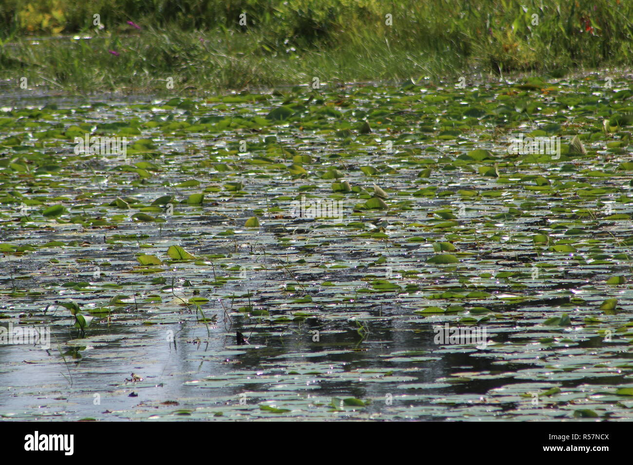 Wildnis in Quebec/Nature sauvage au Québec Stockfoto
