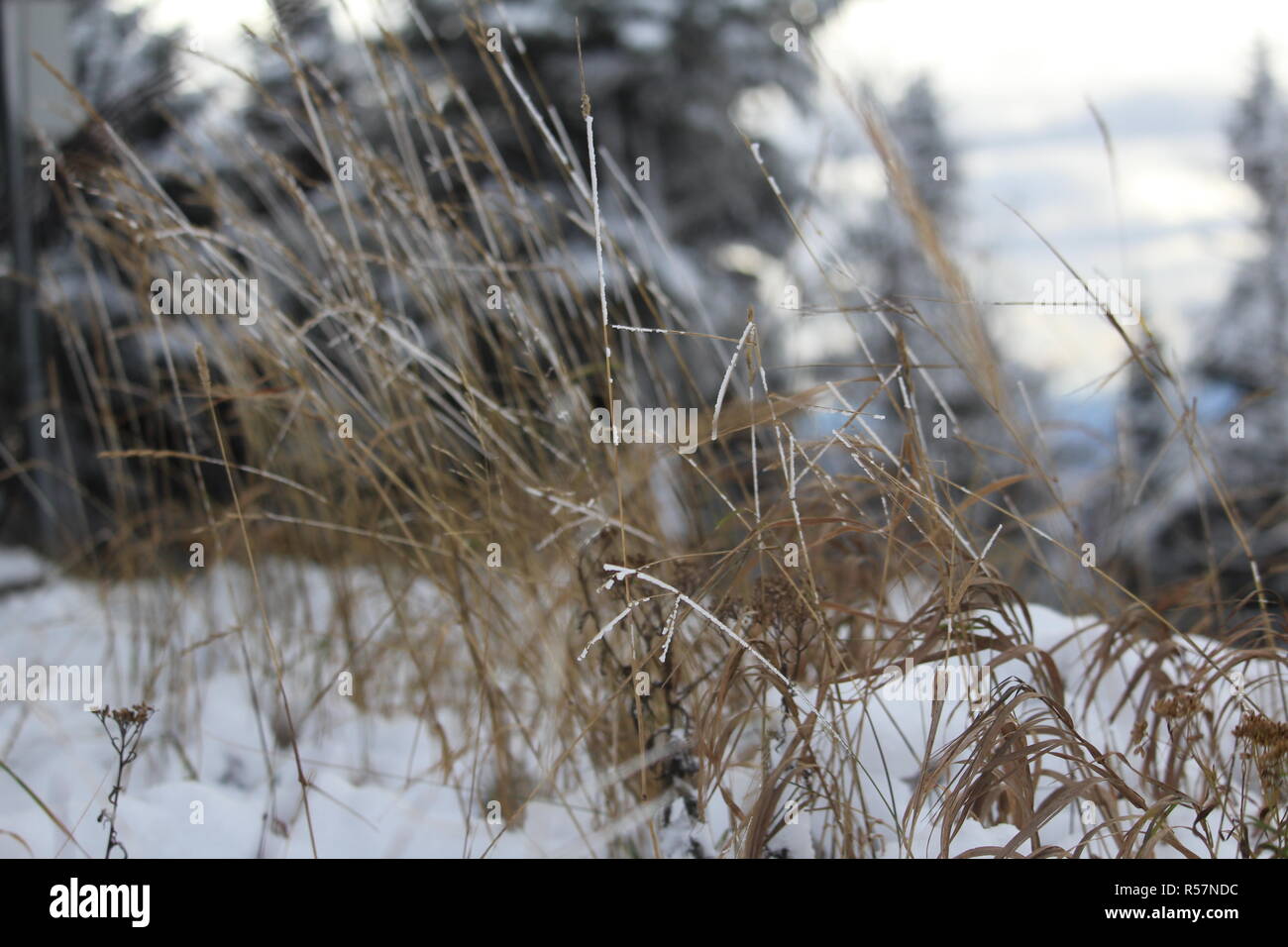 Frost auf Ast/Paysage sauvage au Québec Stockfoto