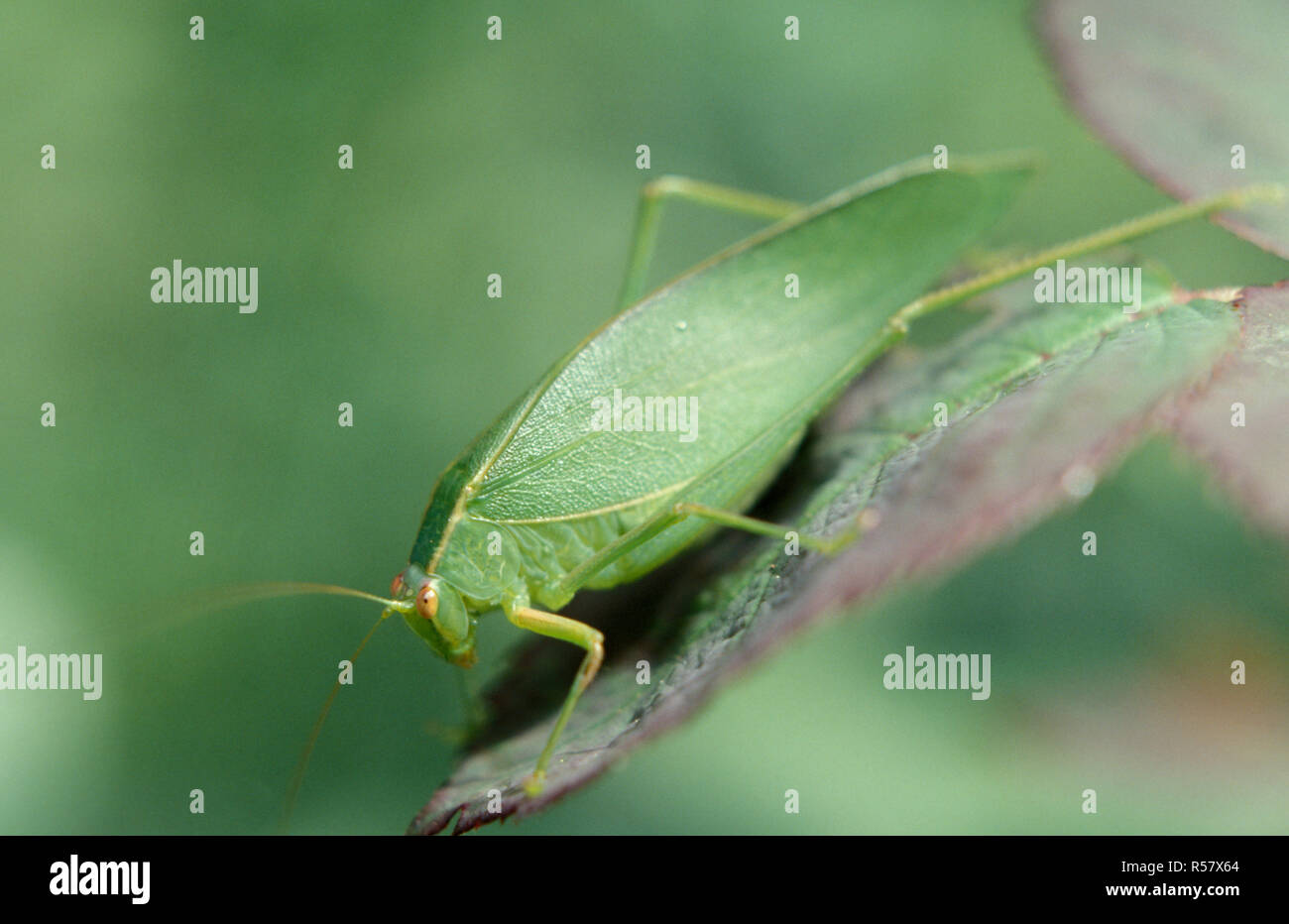 Insekten in der Familie Tettigoniidae sind häufig Katydids, Busch Grillen oder Long – gehörnte Heuschrecken bezeichnet. New South Wales, Australien Stockfoto