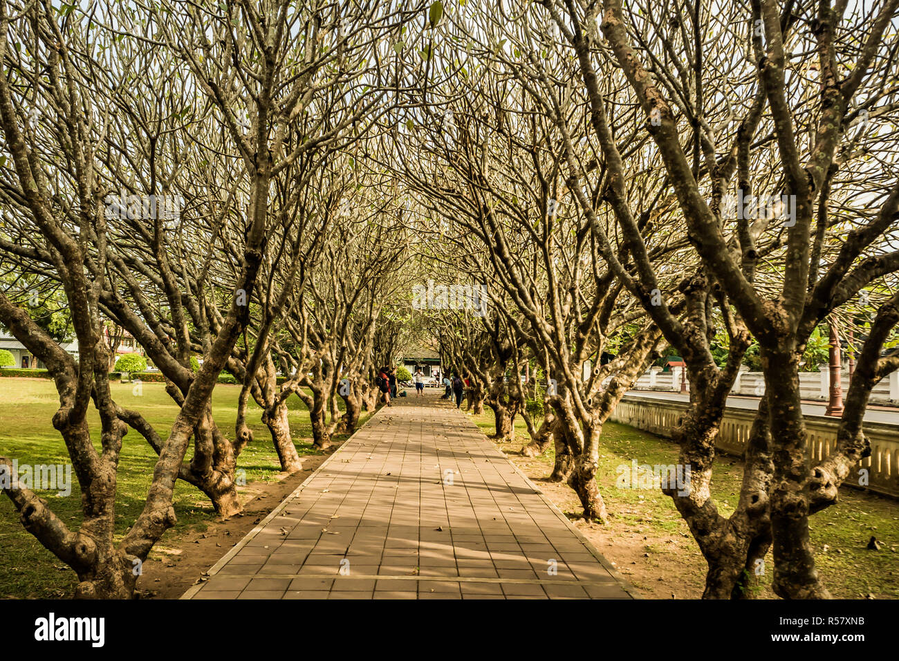 Plumeria Bäumen Tunnel an Nan Thailand. Stockfoto