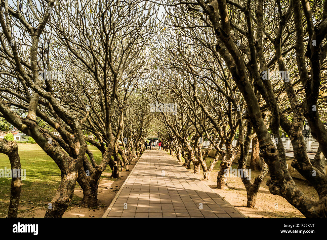 Plumeria Bäumen Tunnel an Nan Thailand. Stockfoto